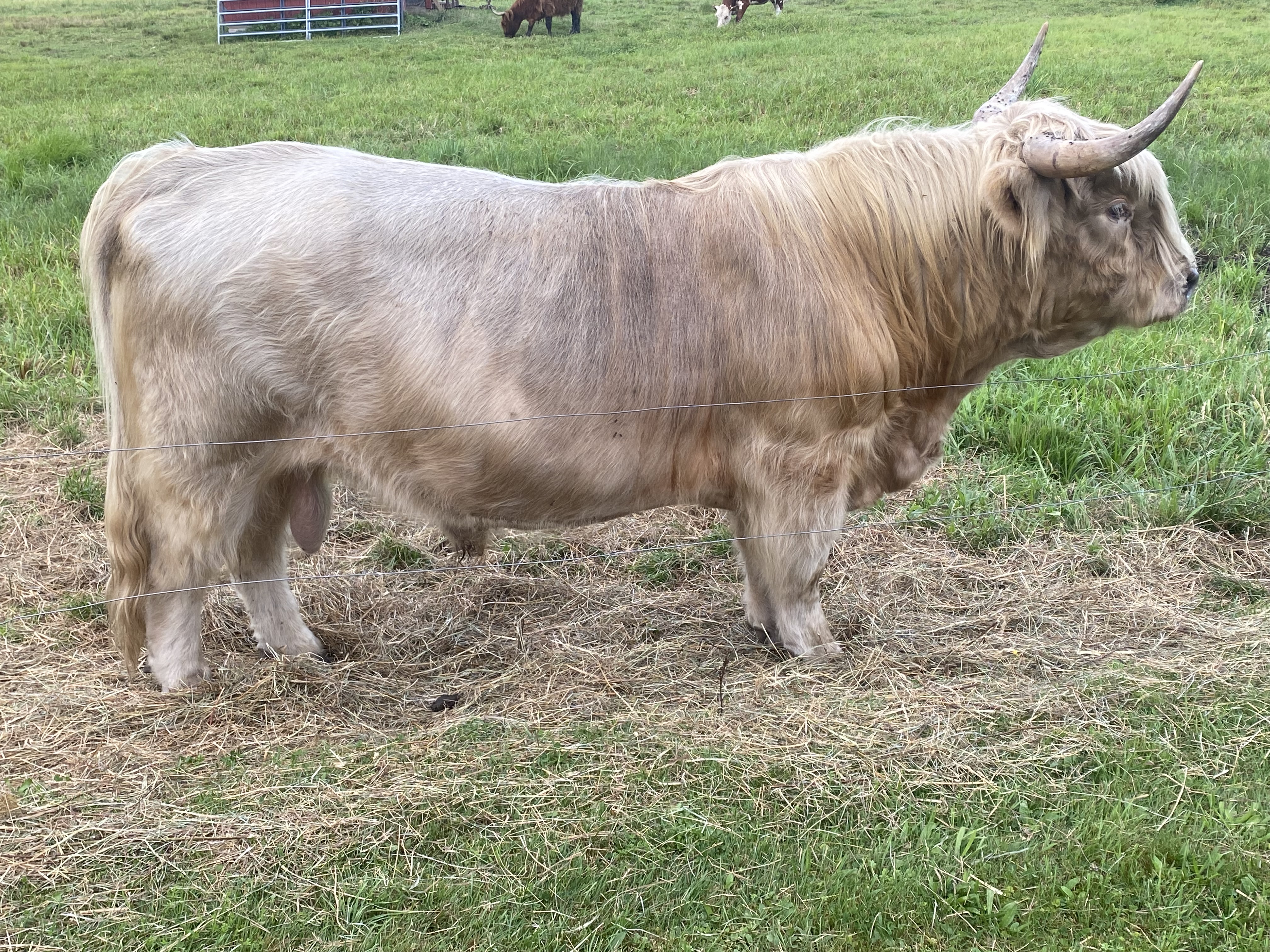 Scottish Highland